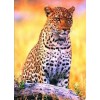 Savannah leopard