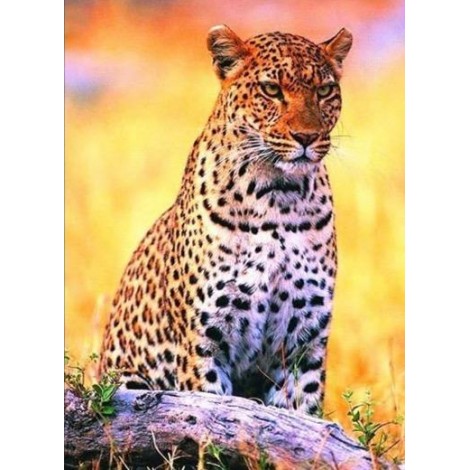 Savannah leopard