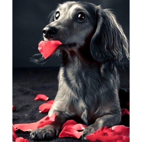 Dog playing with red petals