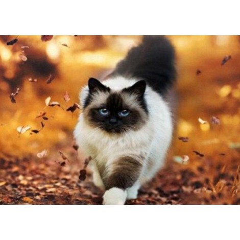 Cat walking on autumn leaves
