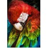 Scarlet macaw