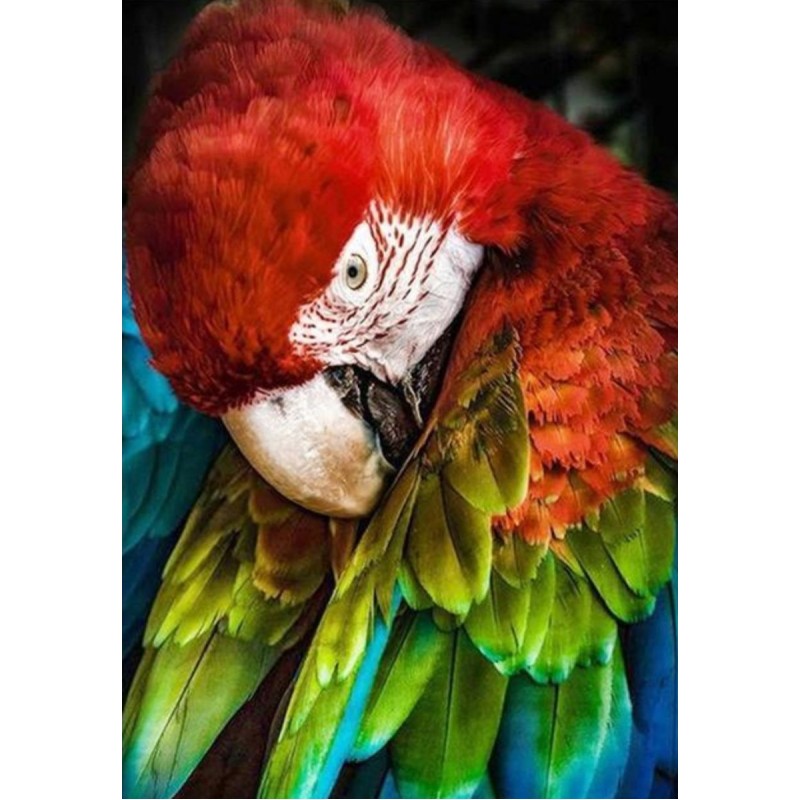 Scarlet macaw