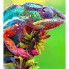 Multicoloured Chameleon