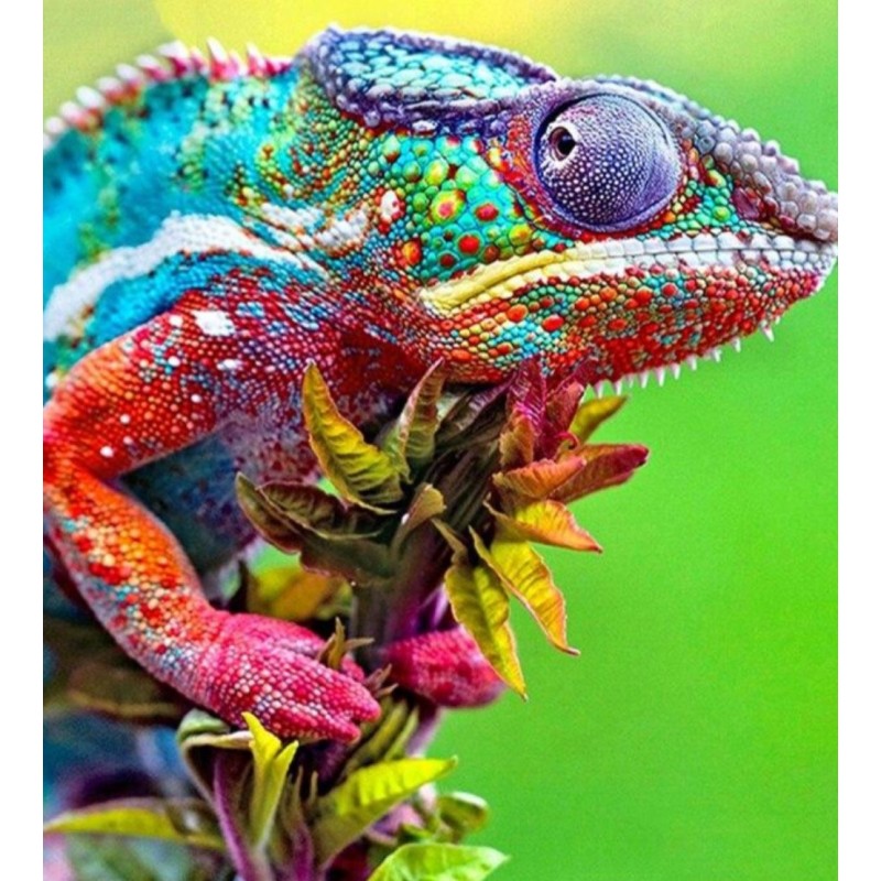 Multicoloured Chamel...