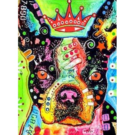 Colourful boston terrier