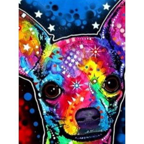 Colourful chihuahua