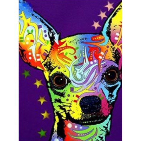 Colourful chihuahua