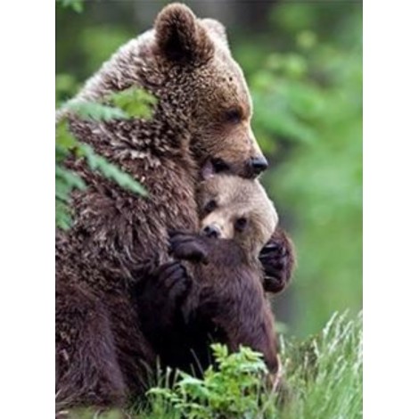 American black bear cub and mum