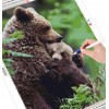 American black bear cub and mum