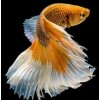 Yellow and white fish