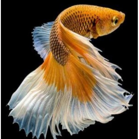 Yellow and white fish