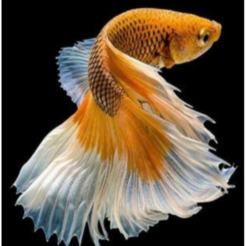 Yellow and white fis...