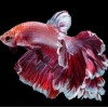 Red and white fish