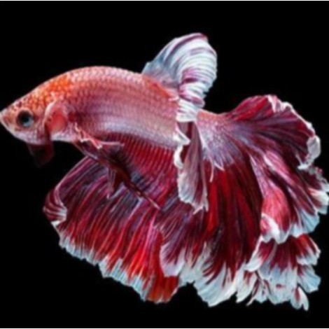 Red and white fish