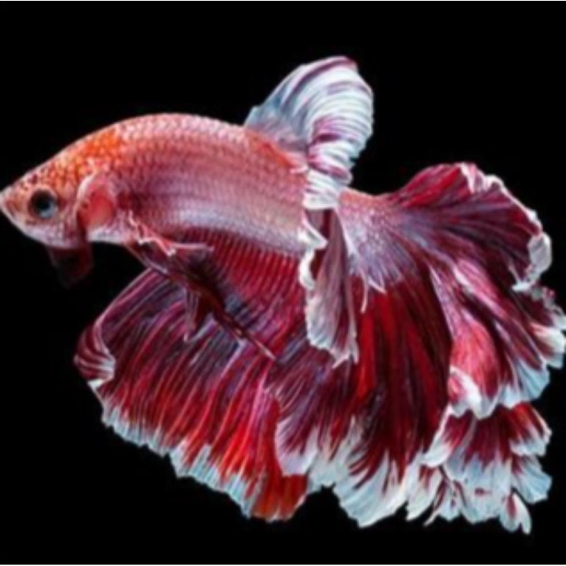 Red and white fish