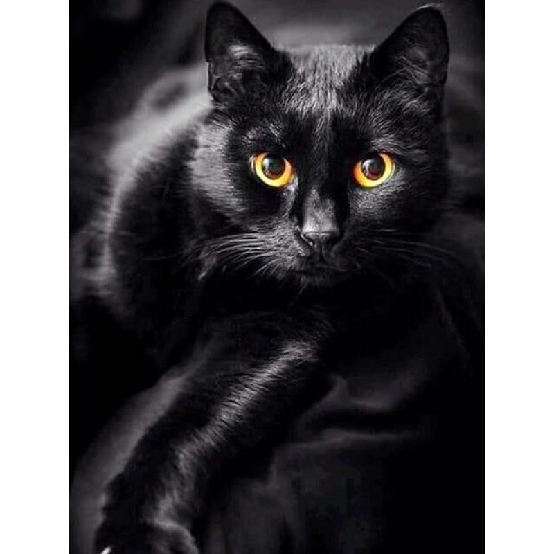 Full black cat with ...