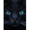 Black cat with turquoise eyes