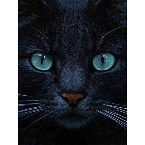 Black cat with turquoise eyes