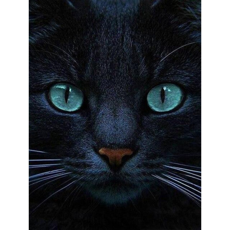 Black cat with turqu...