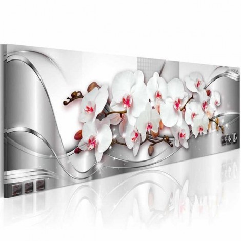 White and pink orchid