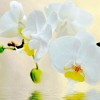 White Orchid