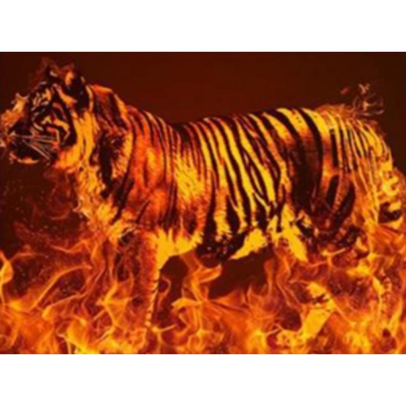 Fire tiger