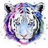 Purple and pink tiger