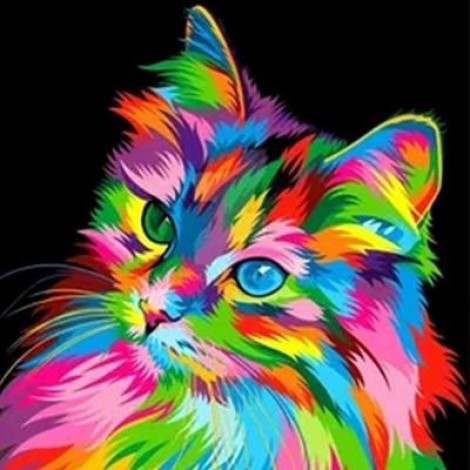 Multicoloured kitty in the dark