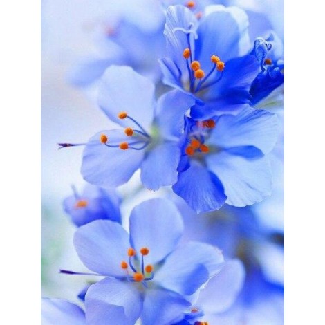 Blue and orange orchids