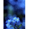 Fading blue flowers