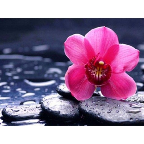 Pink orchid on top of a rock