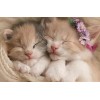 Two kitten sleeping