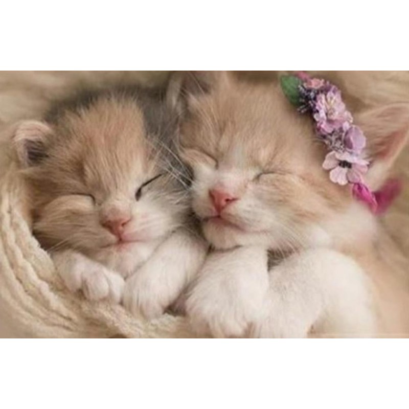 Two kitten sleeping