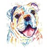 Colourful english bulldog