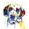 Colourful dalmatian