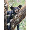 Asleep american black bear