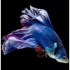 Blue and purple fish