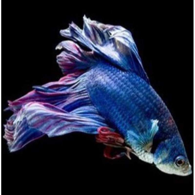 Blue and purple fish