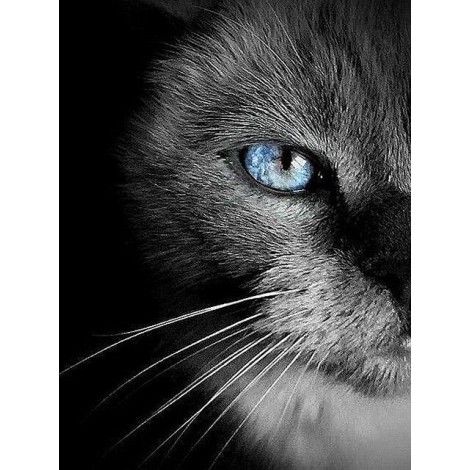 Black cat with light blue eyes