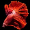 Red fish swimming