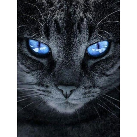 Cat close up with intense blue eyes