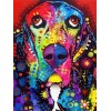 Colourful basset hound