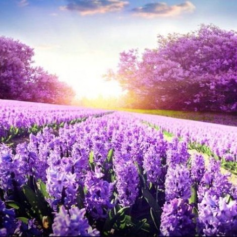 Sun shining over the favender field