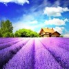 Bright sky over a lavender field