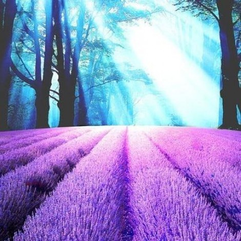 Blue sky shining over the field