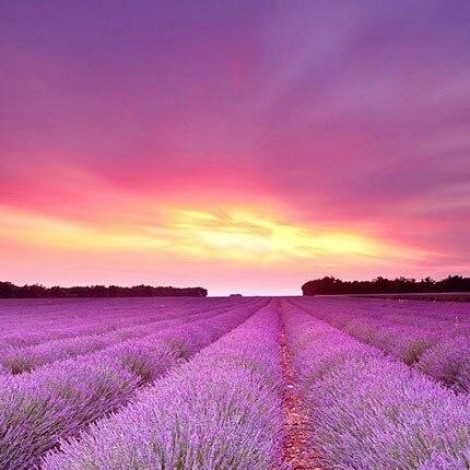 Pink and purple lavender landscape
