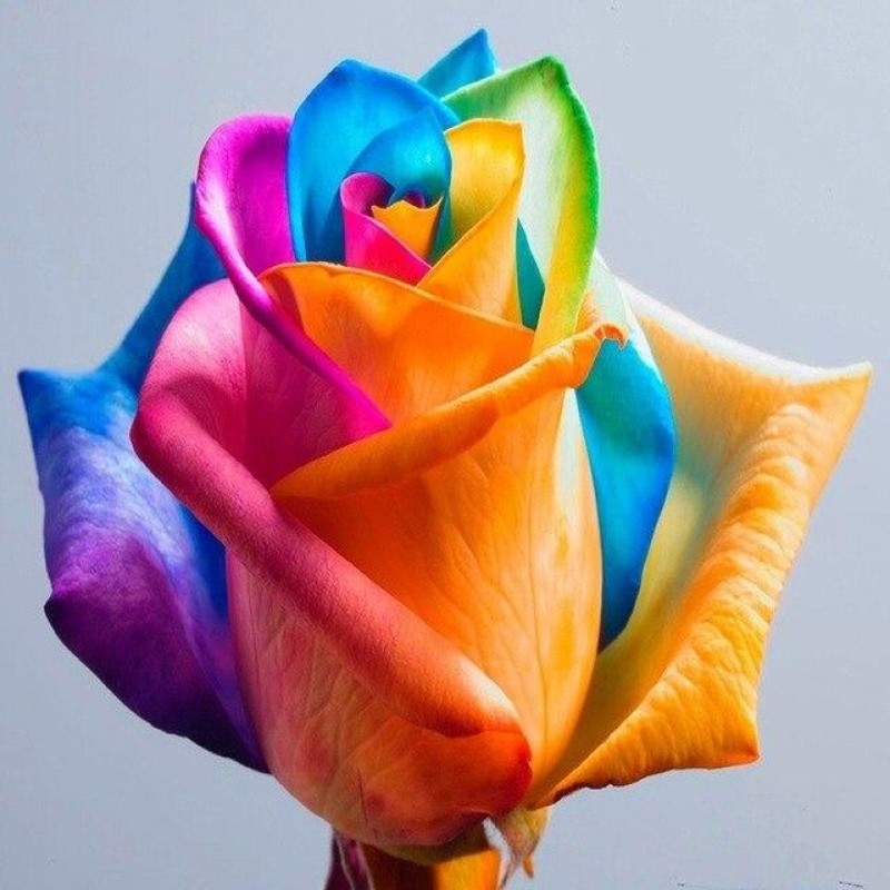 Colourful Rose
