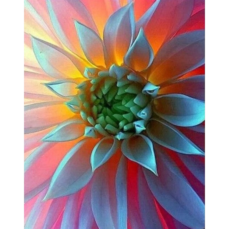 Succulents flower cl...