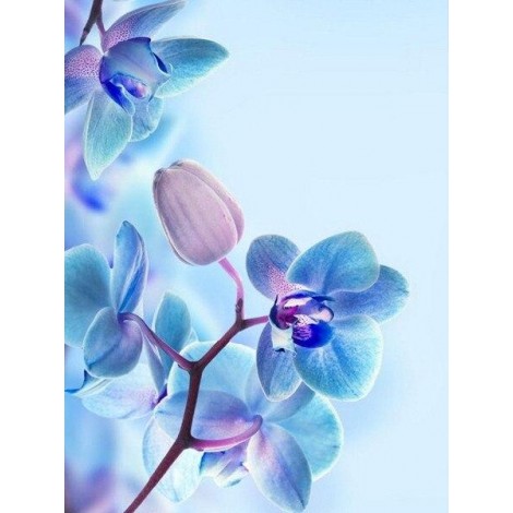 Colourful orchids close-up