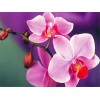 Bright pink and hot pink orchids